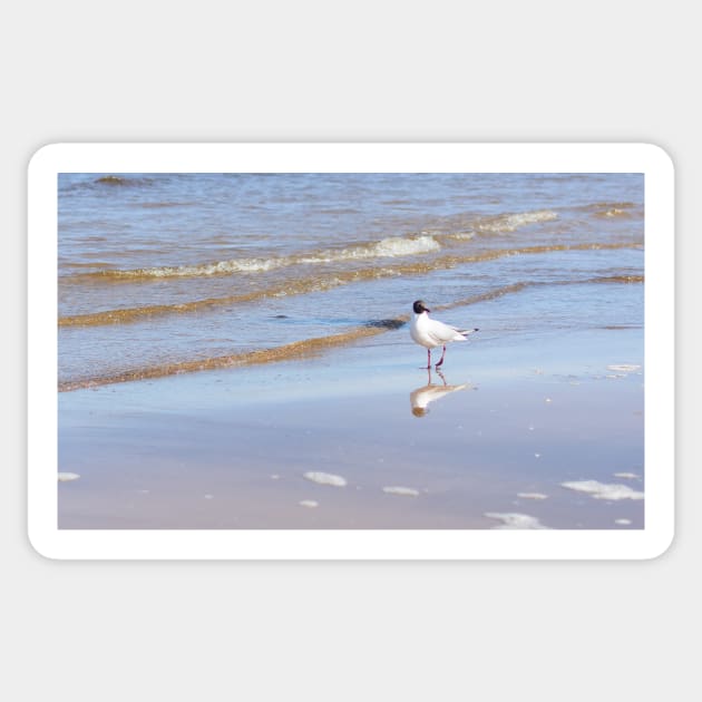 Seagull standing on one leg on the seacoast near water Sticker by lena-maximova